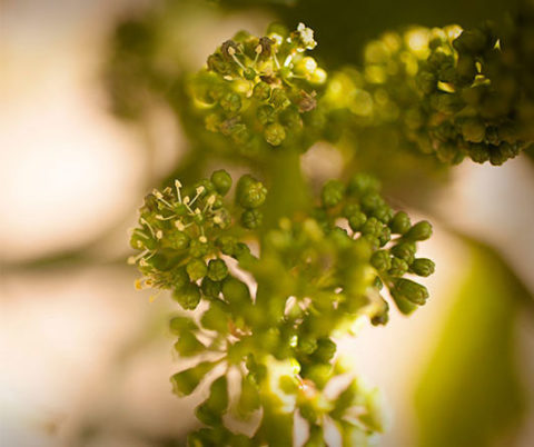 Grape buds on a vine