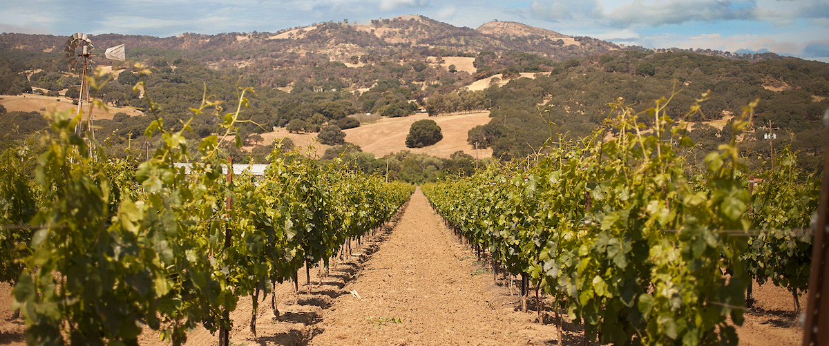 Vinyards in a valley