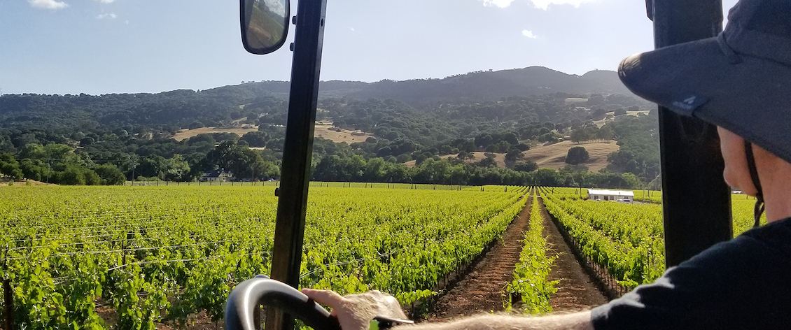 View from inside a person driving a tractor overlooking a vineyard